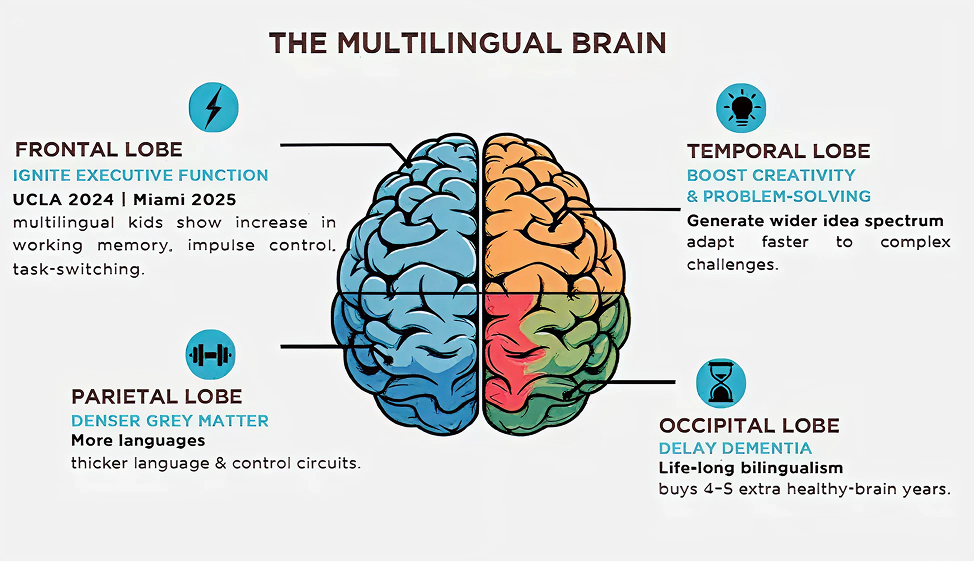 AA-Magazine-AM-article-Beyond Bilingualism: The Science-Backed Benefits of Speaking More Than One language - body image 1