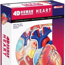 626004-Heart-PKG-1 Potential City: 4D Master & Human